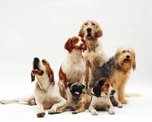 Wordego_Customers_(425x340)_Kito